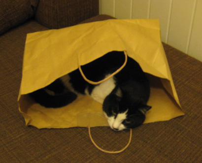 Patsy in a bag